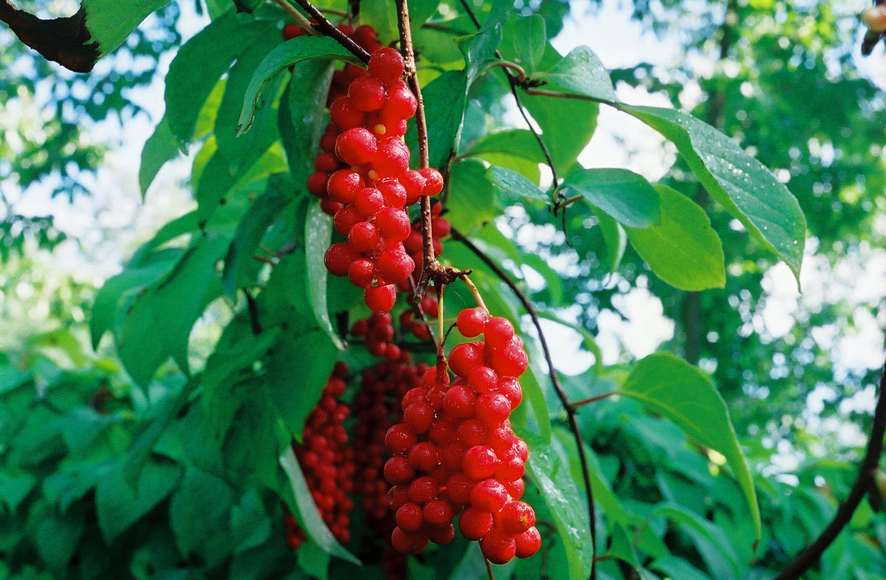 
                  
                    EMF PROTECTION  - schizandra berries on the vine
                  
                