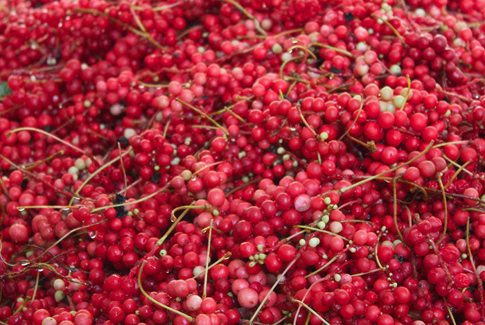
                  
                    EMF PROTECTION  - a lot of schizandra berries after being picked from the vine
                  
                